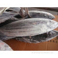 BQF Frozen Ganzrunde Skipjack Thunfisch für Konserven